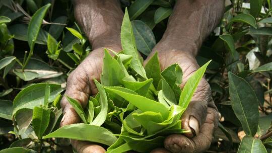Echter Tee hat seinen Ursprung in der Camellia sinensis Pflanze.